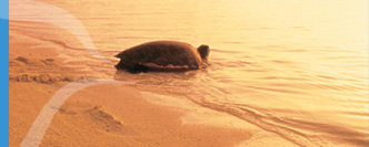 Turtles laying eggs 